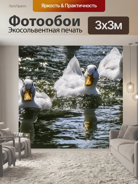 Фотообои Три домашних белых утки