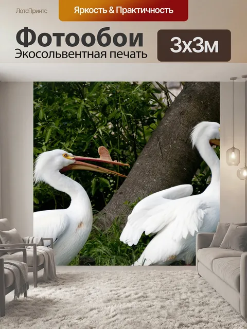 Фотообои Пара белых пеликанов