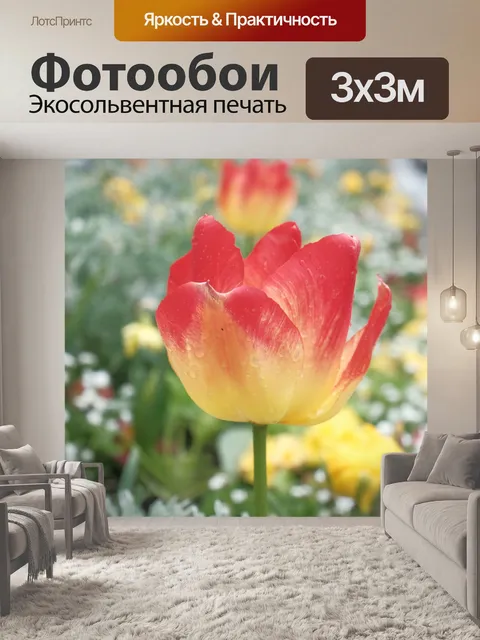 Фотообои Оранжевый и желтый тюльпан