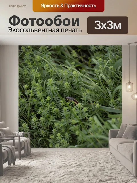 Фотообои Змея в траве