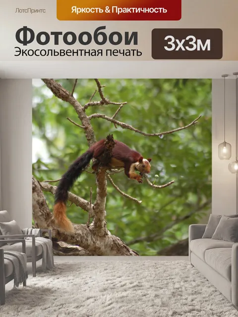 Фотообои Индийское совместное белка