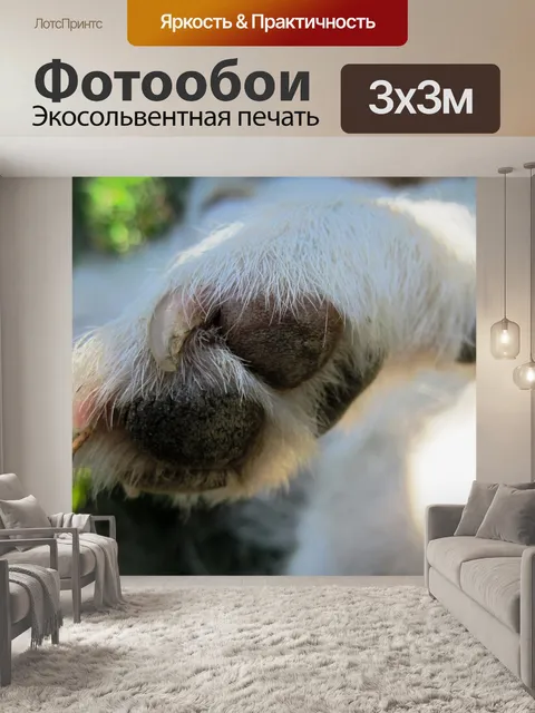 Фотообои Paw и ногти Джек Рассел