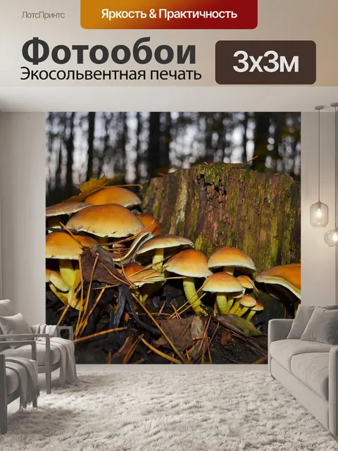 Фотообои Грибы