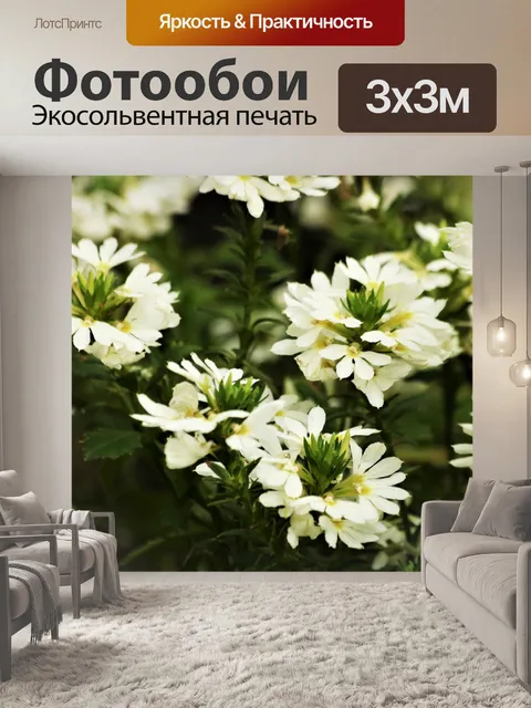 Фотообои Белые цветы Сцеволы