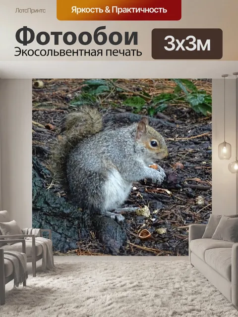 Фотообои Белка Кормление