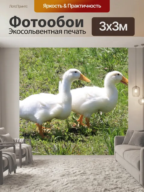 Фотообои Белые утки пара