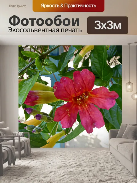 Фотообои Одноместный розовый цветок