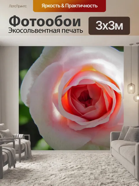 Фотообои Бутон розы
