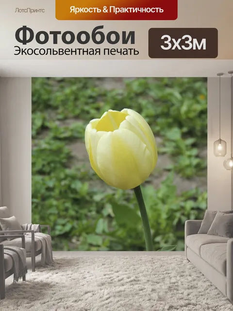 Фотообои Тюльпан