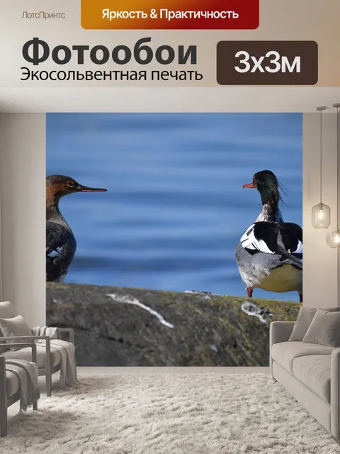 Фотообои Морские птицы