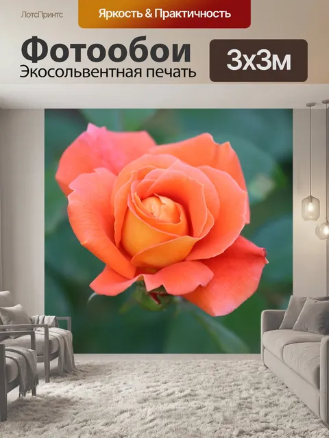 Фотообои Роза