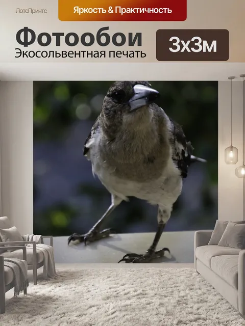 Фотообои Серый мясник птица