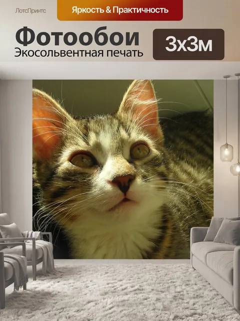 Фотообои Кошка