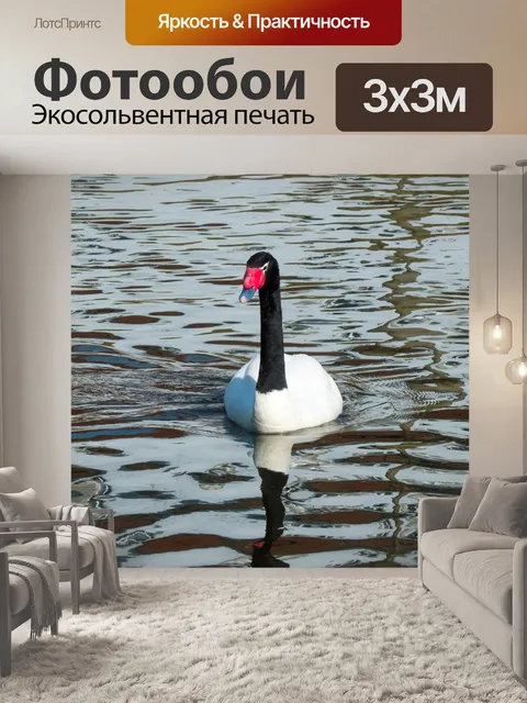 Фотообои Лебедь с черной шеей