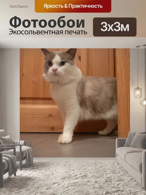 Фотообои Ragdoll кошки