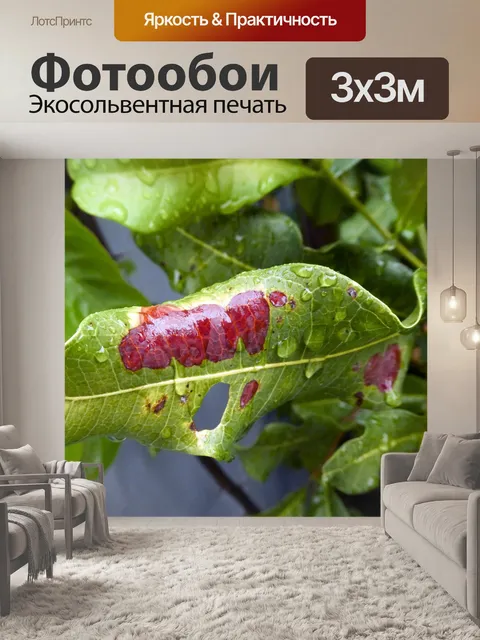 Фотообои Капли дождя на листьях