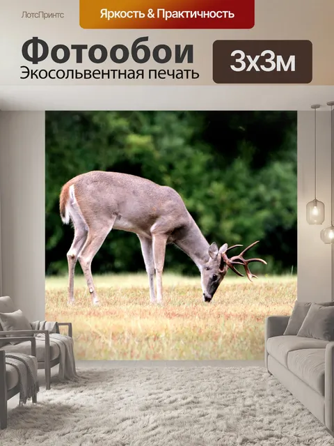 Фотообои Белый хвост Бак, травяной трава