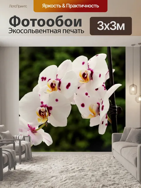 Фотообои Орхидеи