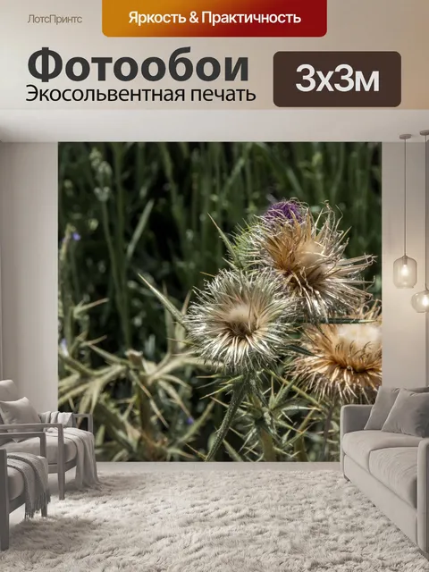 Фотообои Кардон артишок чертополох