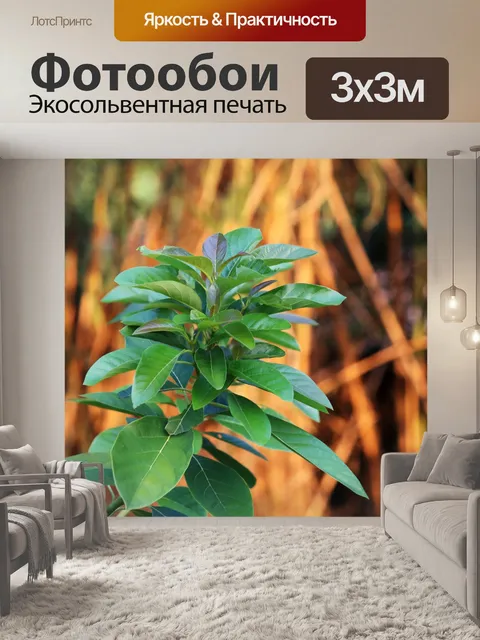 Фотообои кончик ветви дерева авокадо