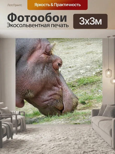 Фотообои Бегемот