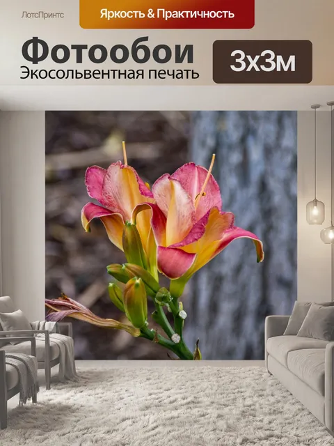 Фотообои Розовые и Желтые Цветы Ириса