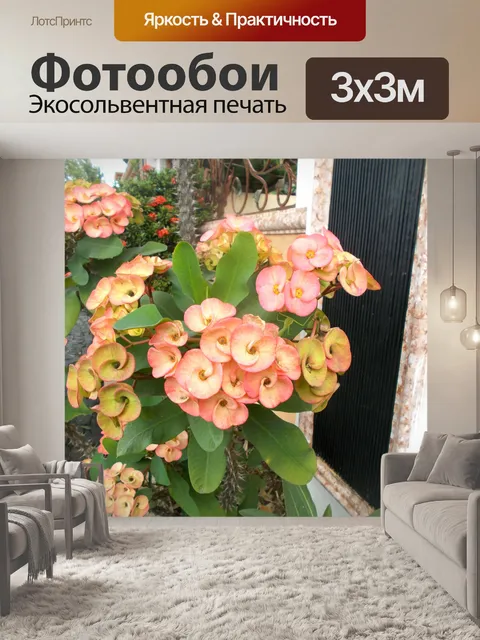 Фотообои Розовый euphorbia milii