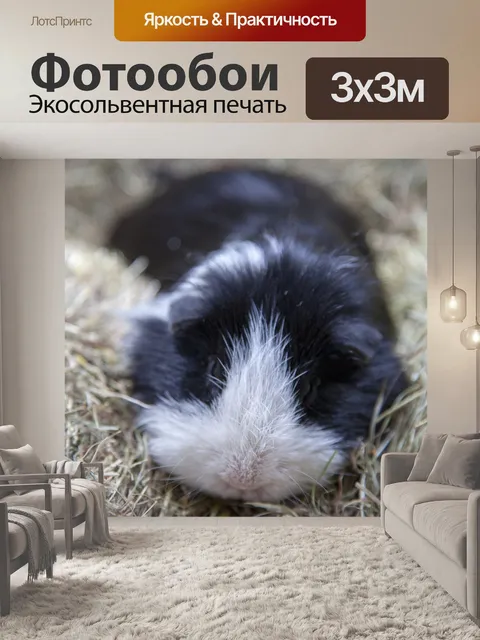 Фотообои Guniea Свинья