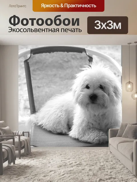 Фотообои Белая собака Котон де Тулеар
