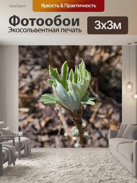 Фотообои Дубовая гортензия