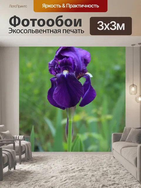 Фотообои Фиолетовый ирис