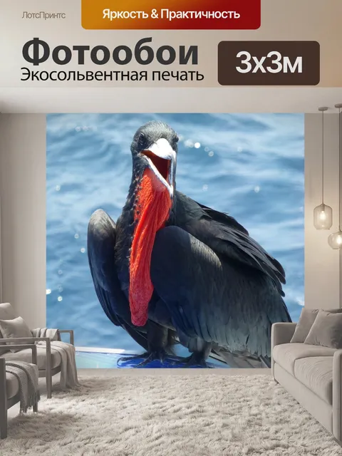 Фотообои Фрегат птица