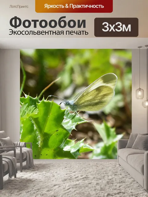 Фотообои Белокочанная капуста