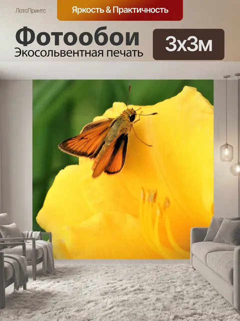 Фотообои Делавэр Шкипер Бабочка крупным планом