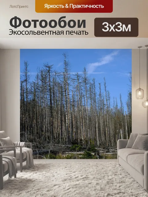 Фотообои Еловый лес