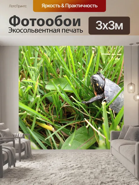 Фотообои Черепаха