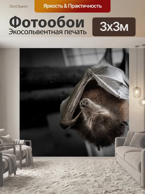 Фотообои спящая летучая мышь