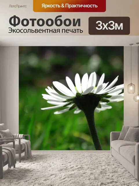 Фотообои Маргаритка