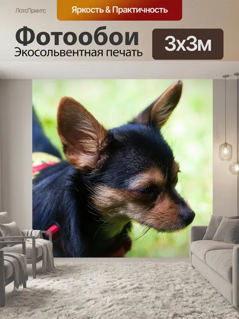 Фотообои Йоркширский терьер