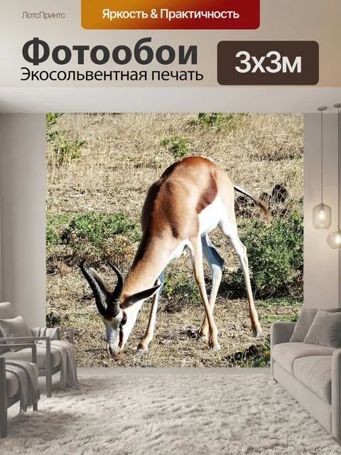 Фотообои Антилопа