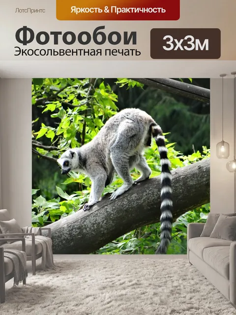 Фотообои Lemur katta