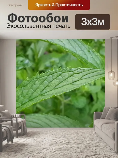 Фотообои Мята