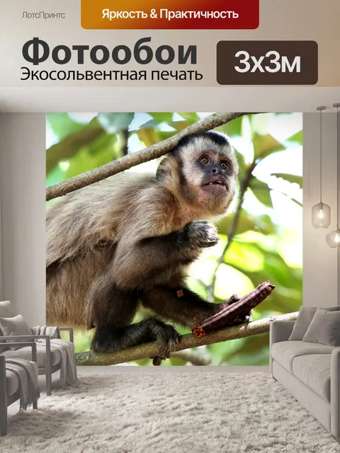 Фотообои Обезьяна