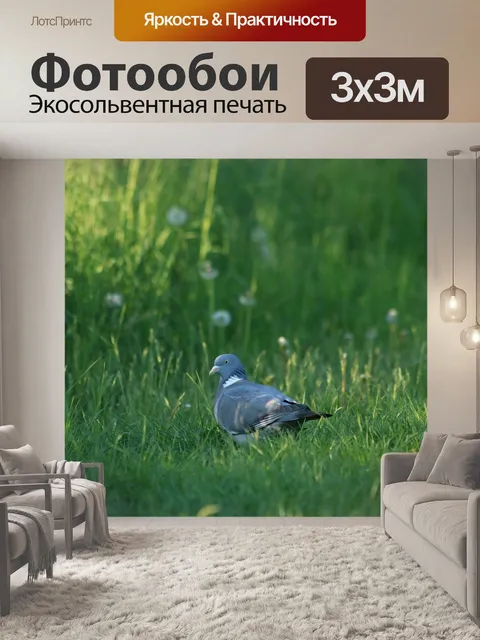 Фотообои Голубь