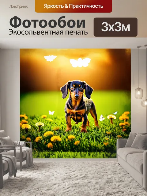 Фотообои такса-дапл, щенок, стоящий на зеленом травяном газоне под золотыми лучами утреннего солнца