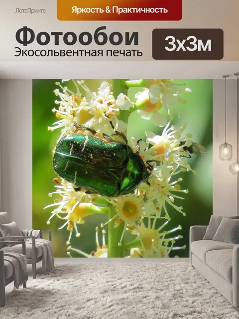 Фотообои Жук-роза