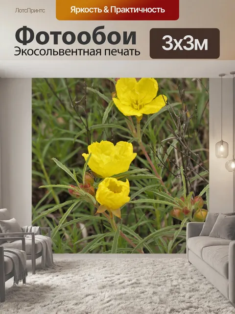 Фотообои Три желтых примулы Полевые цветы