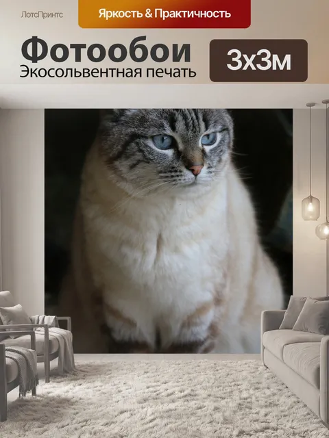 Фотообои Кошка
