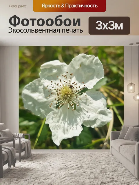 Фотообои Цветок ежевики
