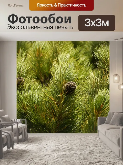 Фотообои Кедр